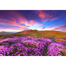  Matrica tapéta Rhododendron virágok a naplementében, 350 x 250 cm tapéta, díszléc és más dekoráció