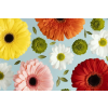  Matrica tapéta Virágok171 Gerberák és százszorszépek2, 150 x 205 cm