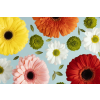  Matrica tapéta Virágok171 Gerberák és százszorszépek2, 250 x 150 cm