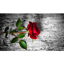  Medai Nyomtatott tapéta, vörös rózsa, 270 x 200 cm tapéta, díszléc és más dekoráció