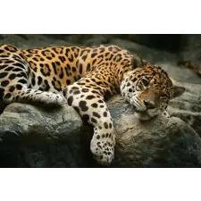  MÉDIA Animal49 Jaguár sziklán öntapadós tapéta, 270 x 200 cm tapéta, díszléc és más dekoráció