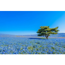  MÉDIA Field of blues vászonkép, 105 x 70 cm grafika, keretezett kép