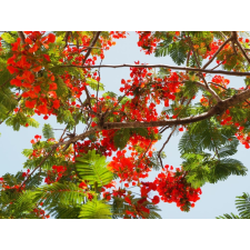  MÉDIA Flori60 Tapéta, 270 x 200 cm tapéta, díszléc és más dekoráció