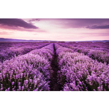  MÉDIA Lavanda7 Levendula vászonkép, 105 x 70 cm grafika, keretezett kép