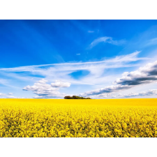  MÉDIA Matrica, 270 x 200 cm, Erdő a repcemezőn tapéta, díszléc és más dekoráció