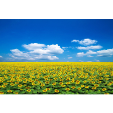  Média Natura104 öntapadó és mosható fali tapéta, 270 x 200 cm tapéta, díszléc és más dekoráció