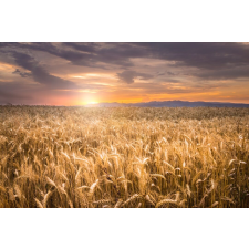  MÉDIA Natura36 matrica, 270 x 200 cm tapéta, díszléc és más dekoráció