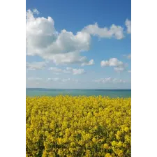  MÉDIA Natura37 öntapadó és mosható fali tapéta, 135 x 225 cm tapéta, díszléc és más dekoráció