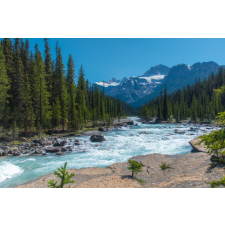  MÉDIA Natura56 öntapadós tapéta, 270 x 200 cm tapéta, díszléc és más dekoráció