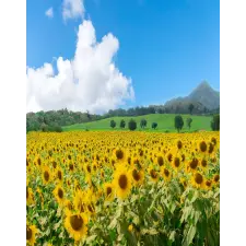  Média Natura79 matrica, 135 x 225 cm tapéta, díszléc és más dekoráció