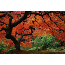  Media Nyomtatott tapéta, tűzlevelű fa, 220 x 135 cm tapéta, díszléc és más dekoráció