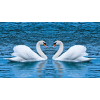  MÉDIA öntapadó és mosható fali fotótapéta, Hattyúk a tavon, 220 x 135 cm
