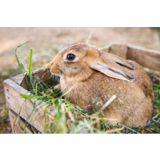  MÉDIA Öntapadó és mosható fali tapéta, Animal33 Nyúl, 220 x 135 cm tapéta, díszléc és más dekoráció