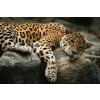  Média öntapadó és mosható fali tapéta, Animal49 Jaguár a sziklán, 270 x 200 cm