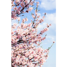  Média öntapadó és mosható fali tapéta, Flori63, 135 x 225 cm tapéta, díszléc és más dekoráció