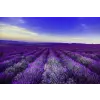  MÉDIA Öntapadó és mosható fali tapéta, Lavender1, 220 x 135 cm