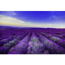  MÉDIA Öntapadó és mosható fali tapéta, Lavender1, 220 x 135 cm tapéta, díszléc és más dekoráció