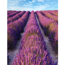  MÉDIA Öntapadó és mosható fali tapéta, Lavender2, 135 x 225 cm tapéta, díszléc és más dekoráció