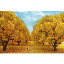  Média Padure49 vászonfestmény, 105 x 70 cm grafika, keretezett kép