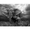  Media "Fekete-fehér elefántok" tapéta, 270 x 200 cm