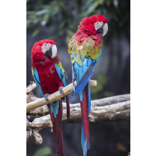  Media "Madarak 9" matrica, 135 x 225 cm tapéta, díszléc és más dekoráció