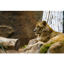  MÉDIA tapéta, állatvilág 38 oroszlán modell, 220 x 135 cm tapéta, díszléc és más dekoráció