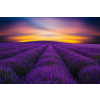  MÉDIA tapéta, levendula mező, napkelte, 270 x 200 cm