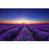  MÉDIA Tapéta, Végtelen levendulamező napkeltekor, 270 x 200 cm