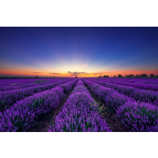  MÉDIA Tapéta, Végtelen levendulamező napkeltekor, 270 x 200 cm tapéta, díszléc és más dekoráció