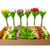 medvés Tulipán, mű több színben 40cm