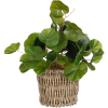 Mica Decorations pilea művirág kosárban 12 cm átmérő x 33 cm