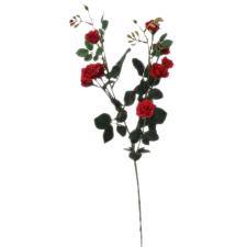  Mocsári rózsa 5 szál piros fa és növény