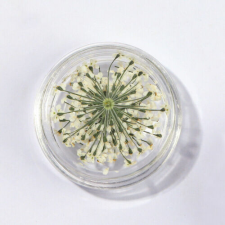 Nagyker 2. Szárított virág kis tégelyes - fehér körömdíszítő