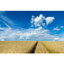  Natura150 öntapadós tapéta, 250 x 150 cm tapéta, díszléc és más dekoráció