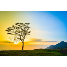  Natura27 öntapadós és mosható fali tapéta, 300 x 200 cm tapéta, díszléc és más dekoráció