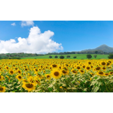  Natura79 öntapadó és mosható fali tapéta, 250 x 150 cm tapéta, díszléc és más dekoráció