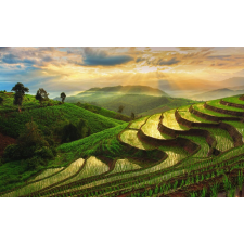  Natura87 tapéta, 300 x 200 cm tapéta, díszléc és más dekoráció