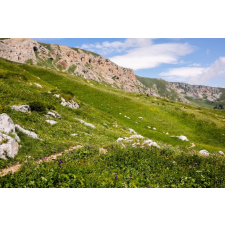  Natura90 öntapadós tapéta, 350 x 200 cm tapéta, díszléc és más dekoráció