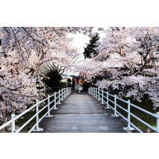  Natura91 tapéta, 300 x 250 cm tapéta, díszléc és más dekoráció