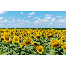  Natura96 öntapadós tapéta, 250 x 150 cm tapéta, díszléc és más dekoráció