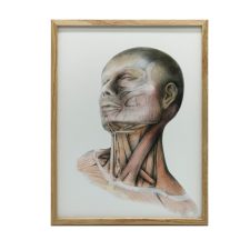  NYAKIZMOK ANATÓMIAI FESTÉSE PREMIUM VÁSZON 70x100 CM KERET NÉLKÜL grafika, keretezett kép