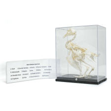 OEM Anatómiai Galambcsontváz Modell - Tanulmányozási Eszköz oktatójáték