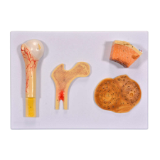 OEM Anatómiai Modell - Emberi Csontstruktúra - 42x30x8cm oktatójáték