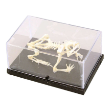 OEM Biológia - Béka Csonváz - Plexi Doboz - 8x5,5cm oktatójáték