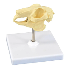 OEM Eredeti nyúl koponya oktatójáték