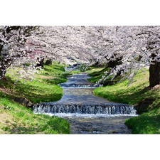 OEM Tablou vászon csodálatos cseresznyevirágok Japánban, 80x50cm, tabloucanvas1281 grafika, keretezett kép