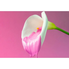 OEM Tablou vászon gyönyörű fehér calla liliom, 80x50cm, tabloucanvas884 grafika, keretezett kép