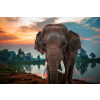 Öntapadó és mosható falfestmény Animal52 Elefánt a víz közelében, 250 x 200 cm