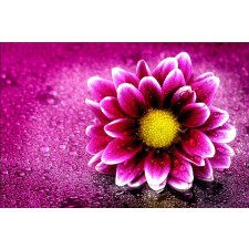  Öntapadó és mosható falfestmény Daisy harmattal, 300 x 200 cm tapéta, díszléc és más dekoráció