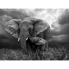  Öntapadó és mosható falfestmény Elefánt fekete-fehér színben, 250 x 150 cm tapéta, díszléc és más dekoráció